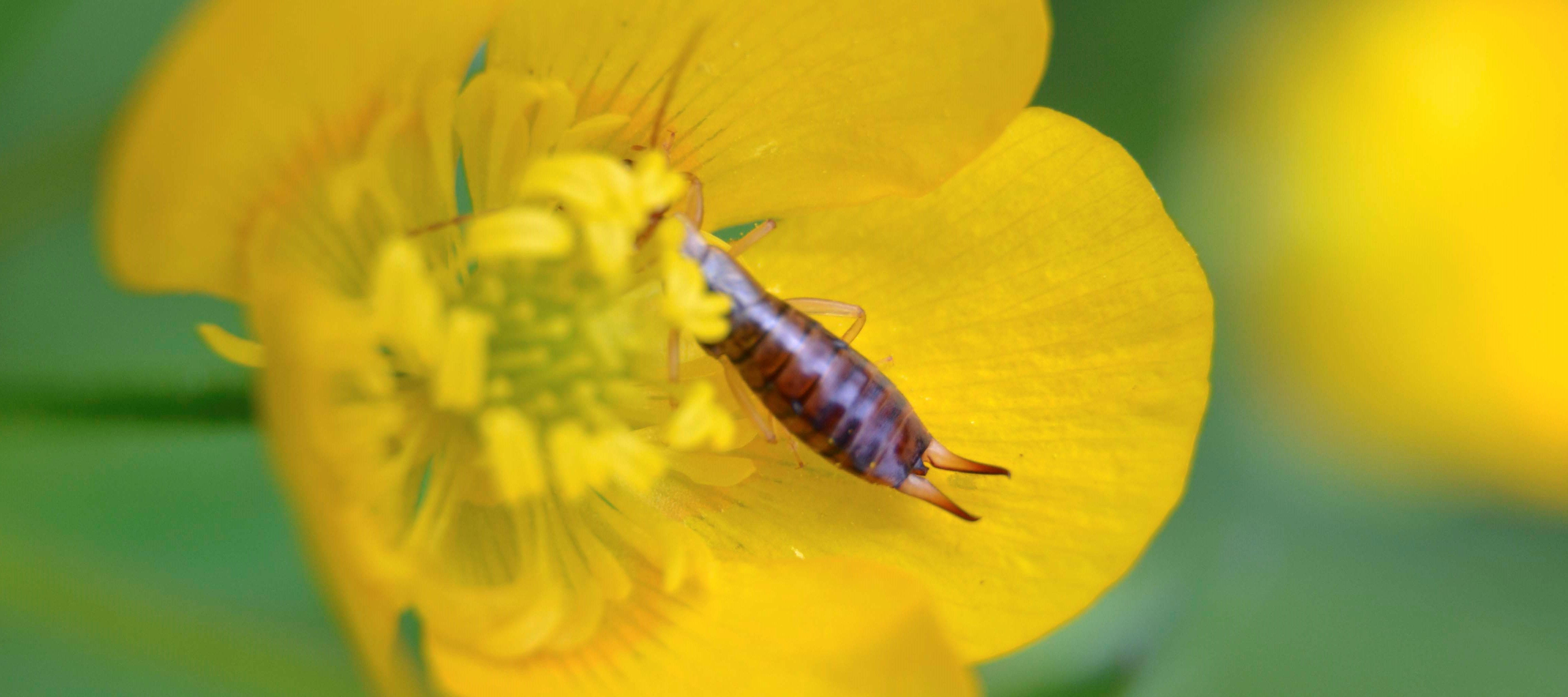 Etude : Identification insectes collectés en bordure de parcelles cultivées