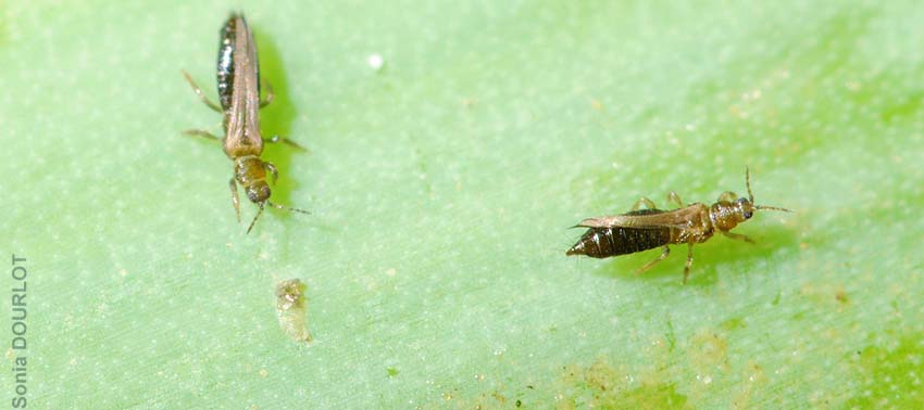 État des connaissances scientifiques sur différents insectes ravageurs de cultures légumières